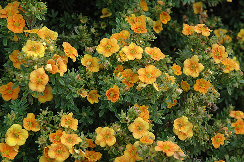 Potentilla fruticosa 'Mango Tango / Uman' Green Thumb Nurseries