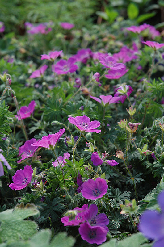 Geranium sanguineum 'Max Frei' (Cranesbill)