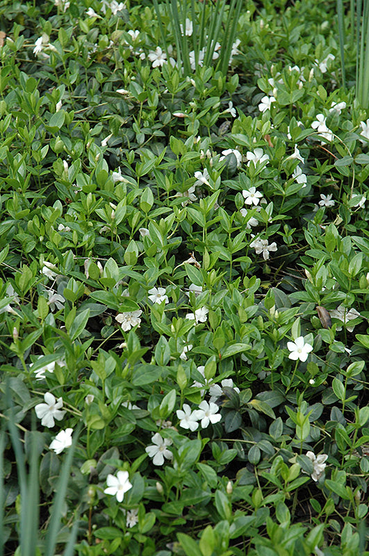 Vinca minor 'Alba' (White Periwinkle)