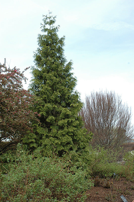 Thuja plicata (Western Red Cedar)