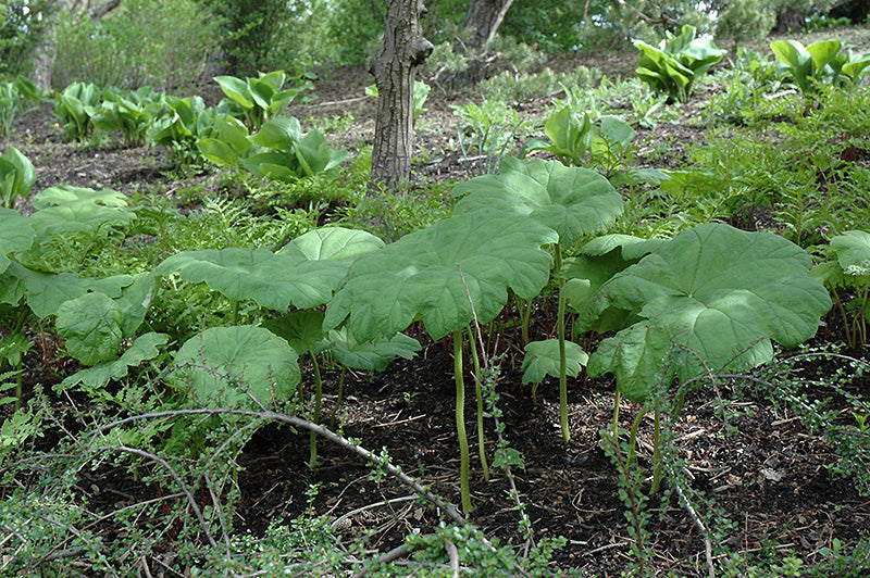 Astilboides tabularis (Shieldleaf Rodgersia)