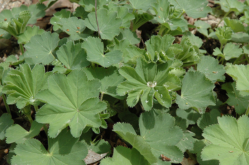 Alchemilla mollis 'Auslese' (Lady's Mantle)