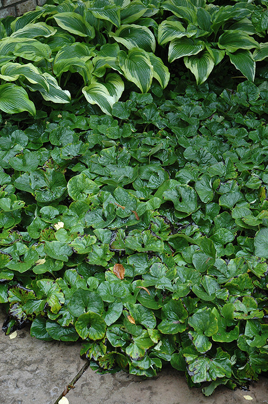 Asarum canadense (Canadian Wild Ginger)