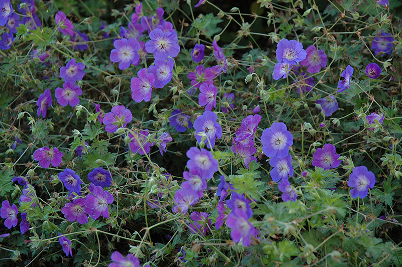 Geranium 'Rozanne' (Cranesbill)