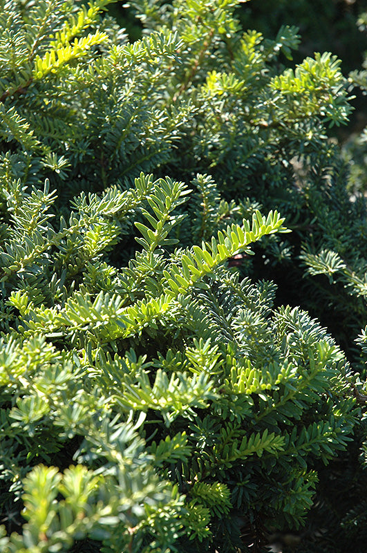Taxus cuspidata 'Emerald Spreader' (Emerald Spreader Yew)