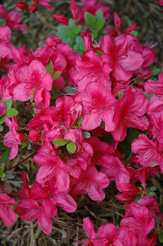Azalea japonica 'Mother's Day'