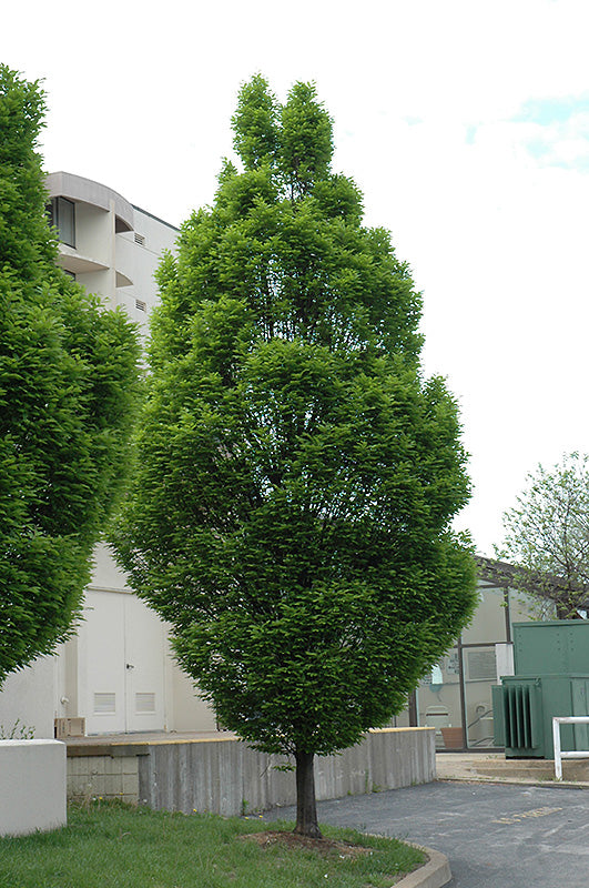 Carpinus betulus 'Fastigiata' (Pyramidal European Hornbeam)
