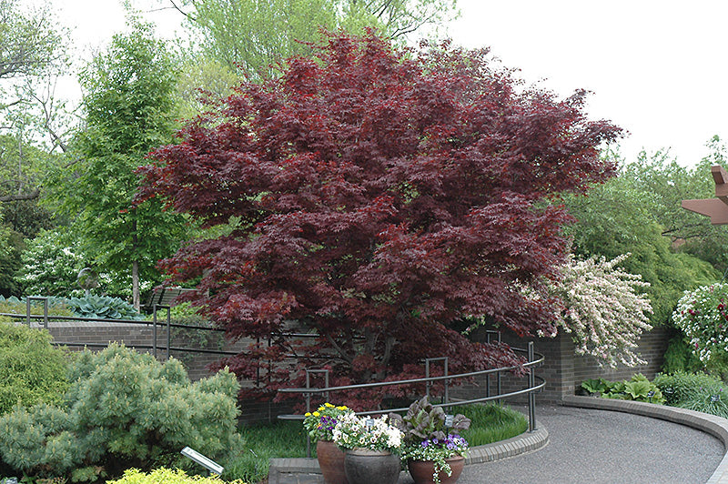 Acer palmatum 'Bloodgood' (Japanese Maple)