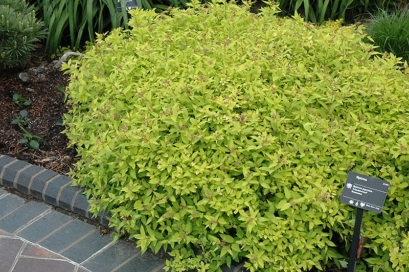 Spiraea japonica 'Limemound' (Limemound Spirea)