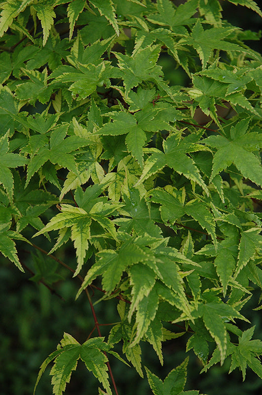 Acer palmatum 'Sagara Nishiki' (Japanese Maple)