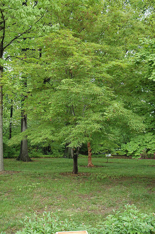 Acer palmatum 'Scolopendrifolium' (Japanese Maple)