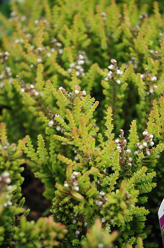 Calluna vulgaris 'Firefly' (Heather)