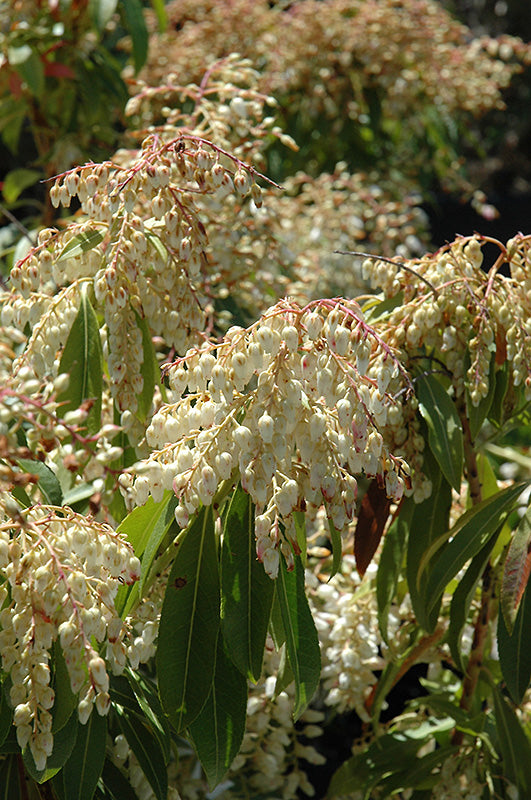Pieris japonica 'Forest Flame' (Forest Flame Japanese Pieris)
