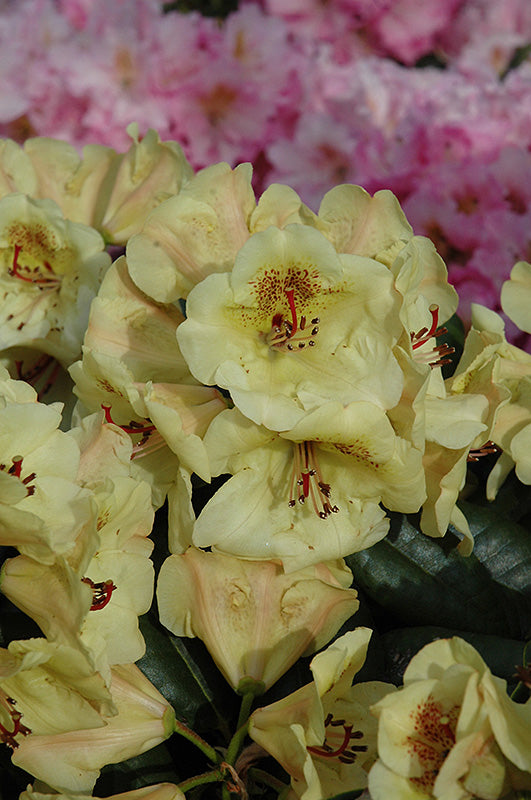Rhododendron 'Viscy'