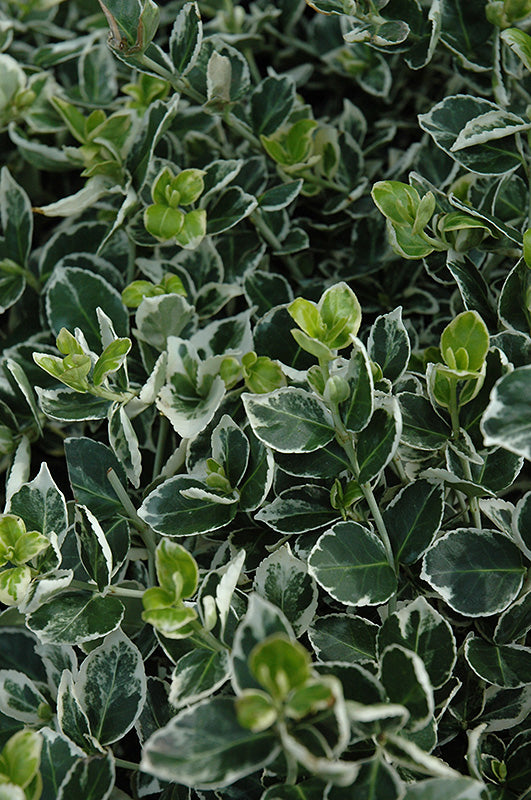Euonymus fortunei 'Ivory Jade' (Ivory Jade Wintercreeper)