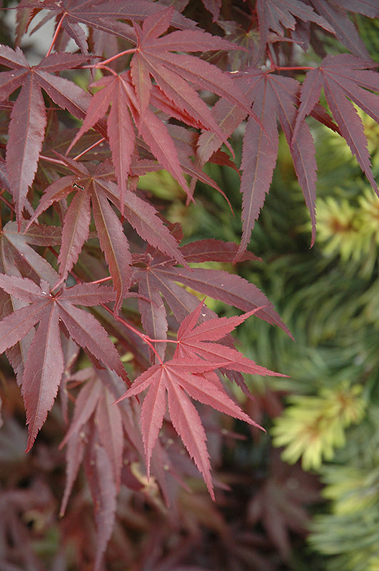 Acer palmatum 'Skeeter's Broom' (Dwarf Japanese Maple)