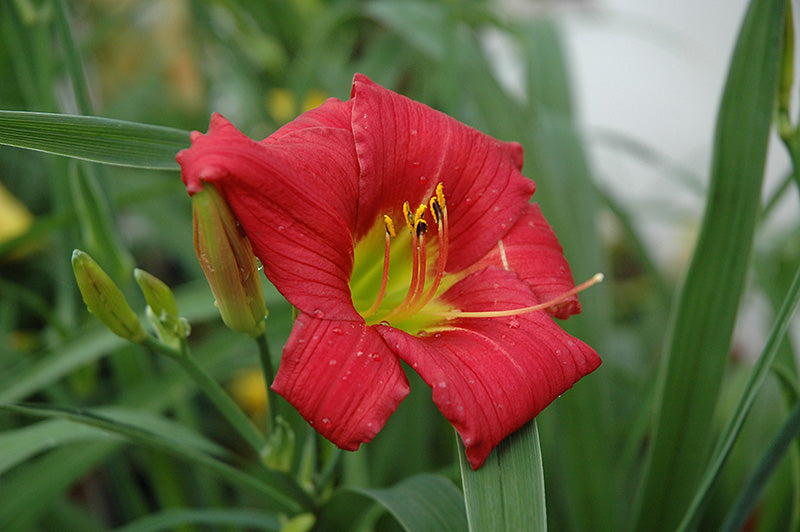 Hemerocallis 'Little Business'