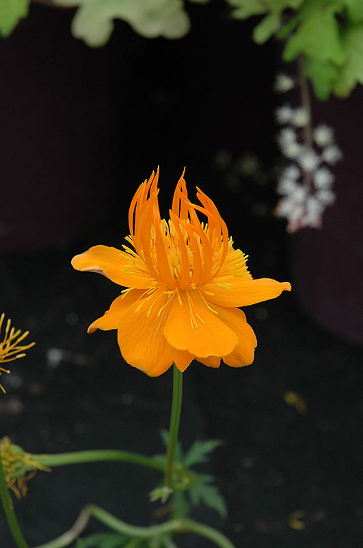 Trollius europaeus 'Superbus' (Superbus Globeflower)