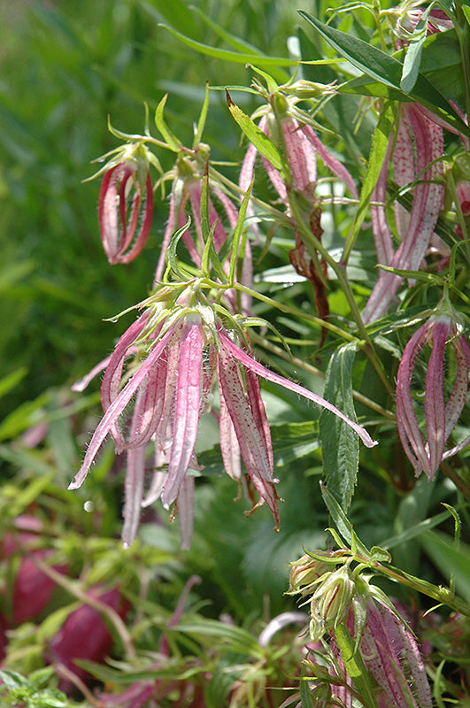Campanula punctata 'Pink Octopus' (Bellflower)