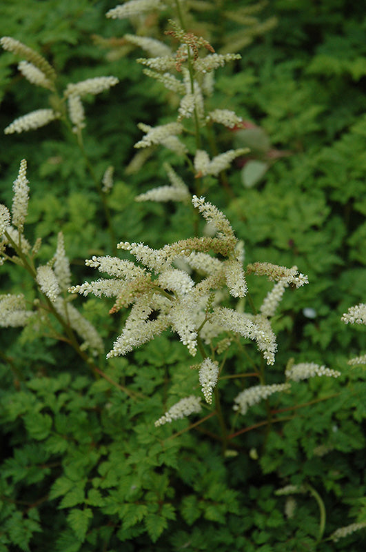 Aruncus aethusifolius (Dwarf Goatsbeard)