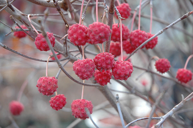 Cornus kousa 'Milky Way'