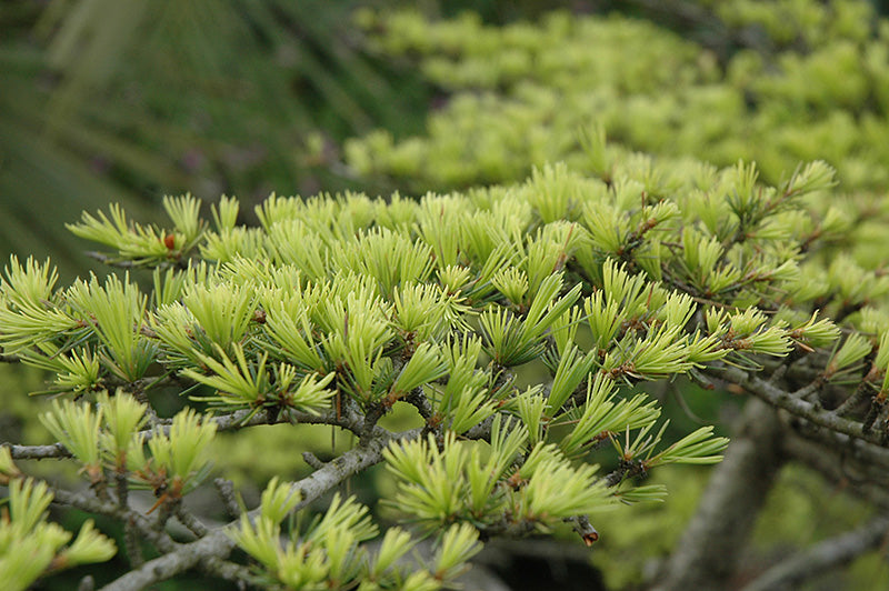 Cedrus deodara 'Aurea' (Golden Deodar Cedar)