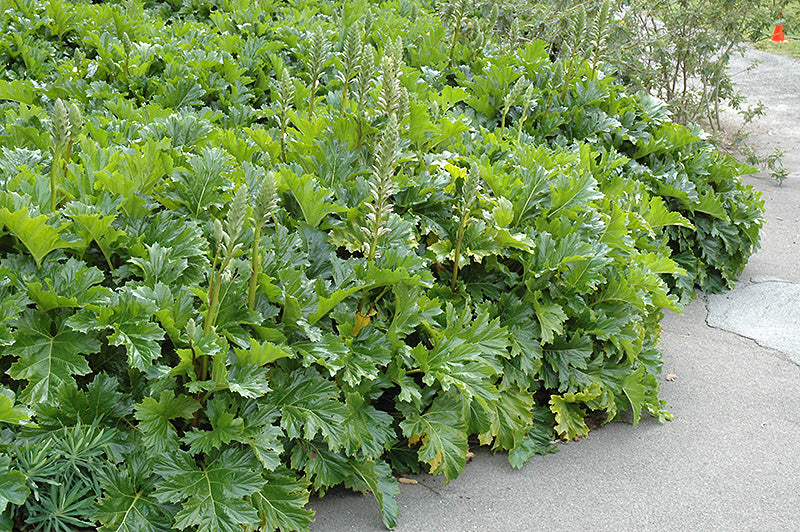 Acanthus mollis (Bear's Breeches)