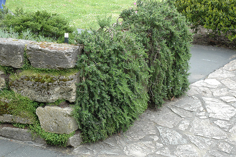 Rosmarinus officinalis 'Prostratus' (Trailing Rosemary)