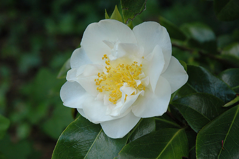 Camellia japonica 'Silver Waves'