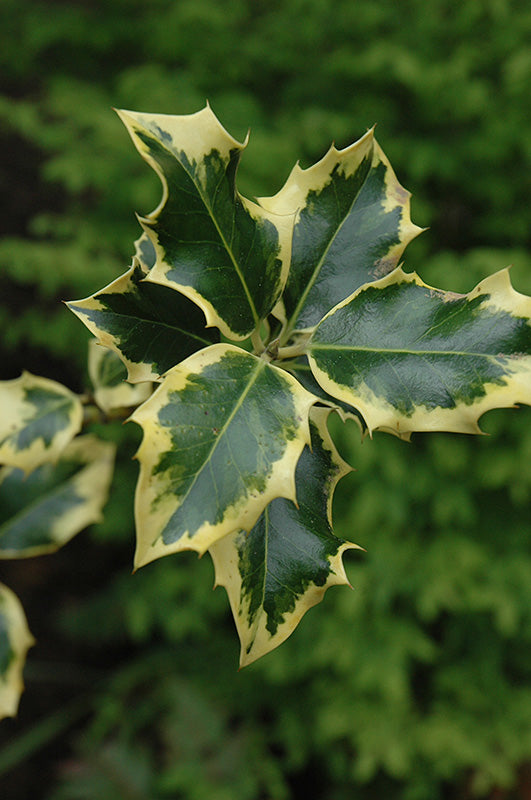 Ilex x altaclerensis 'Golden King'