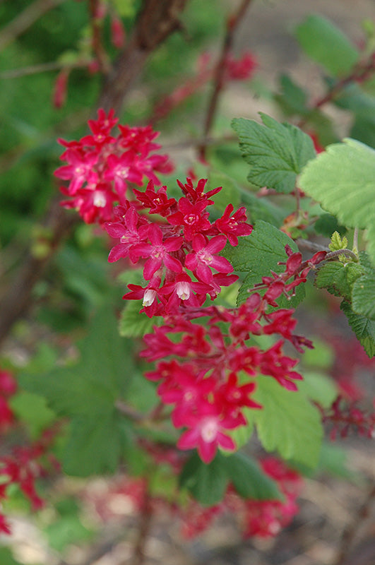 Ribes sanguineum (Winter Currant)