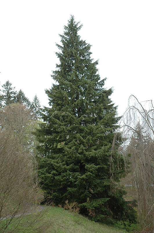 Tsuga heterophylla (Western Hemlock)