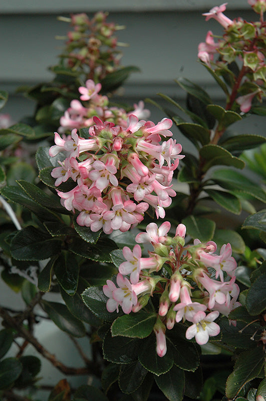 Escallonia 'Pink Princess'