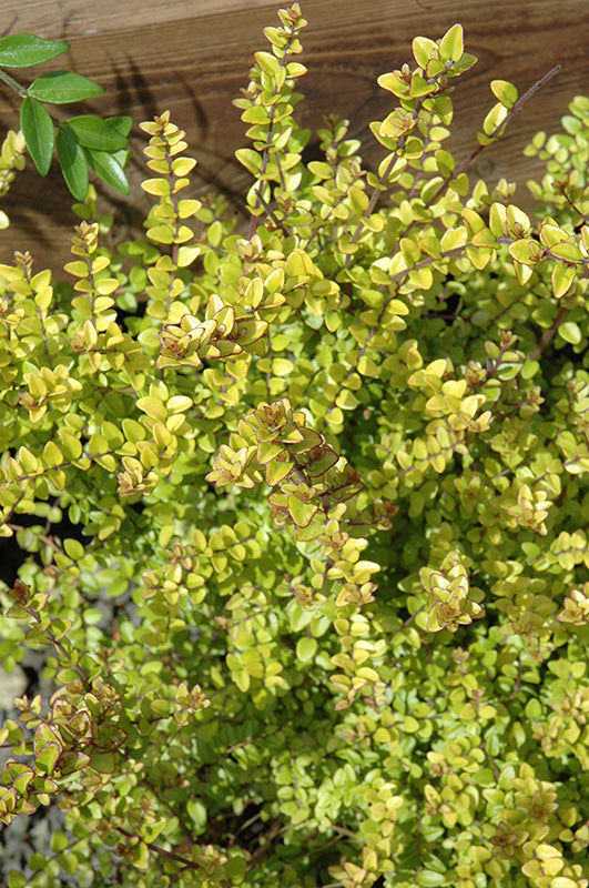 Lonicera nitida 'Baggesen's Gold'