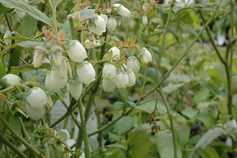 Vaccinium corymbosum 'Bluegold' (Blueberry)