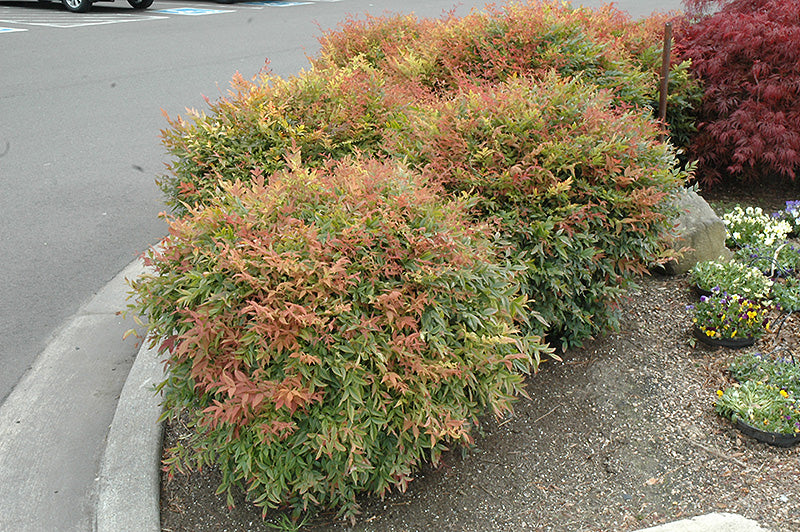 Nandina domestica 'Monfar' (Sienna Sunrise Nandina)