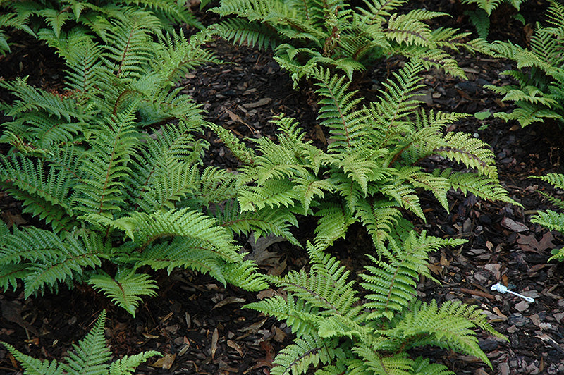Polystichum polyblepharum (Japanese Tassel Fern)
