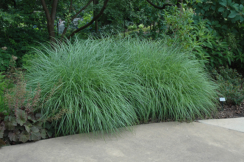 Miscanthus sinensis 'Little Kitten' (Dwarf Maiden Grass)