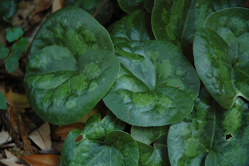 Asarum splendens 'Quicksilver' (Asian Wild Ginger)