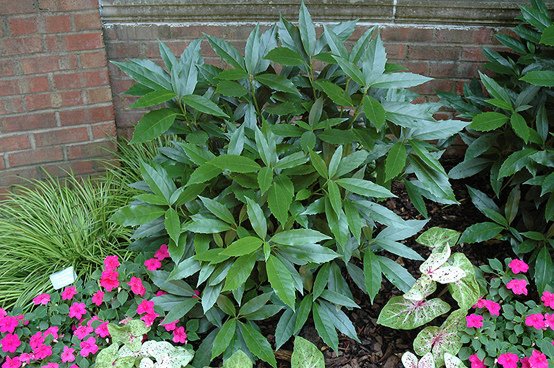 Aucuba japonica 'Serratifolia' (Sawtoothed Japanese Laurel)