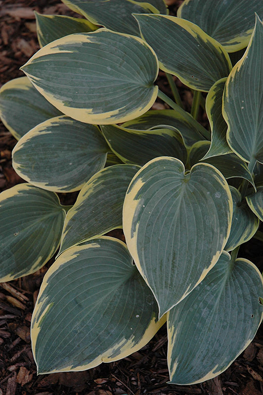 Hosta 'First Frost'