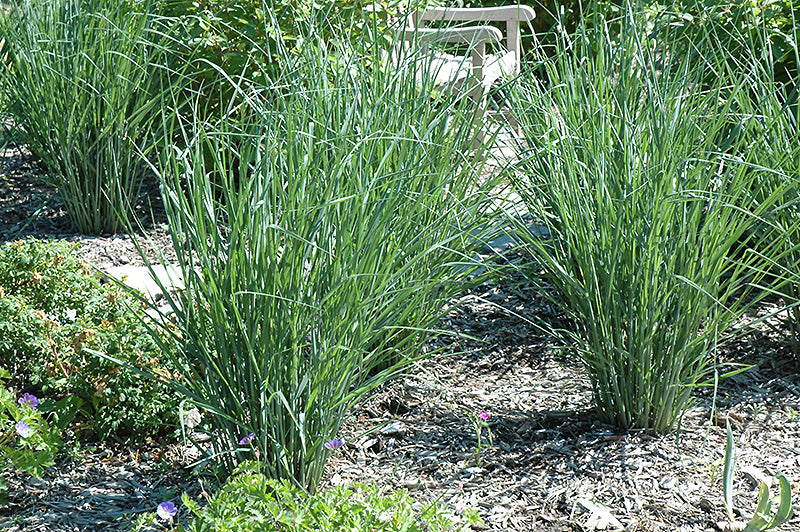 Panicum virgatum 'Cloud Nine' (Switch Grass)