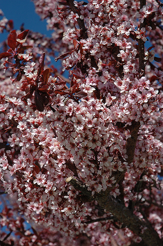 Prunus cerasifera 'Thundercloud' (Thundercloud Plum)