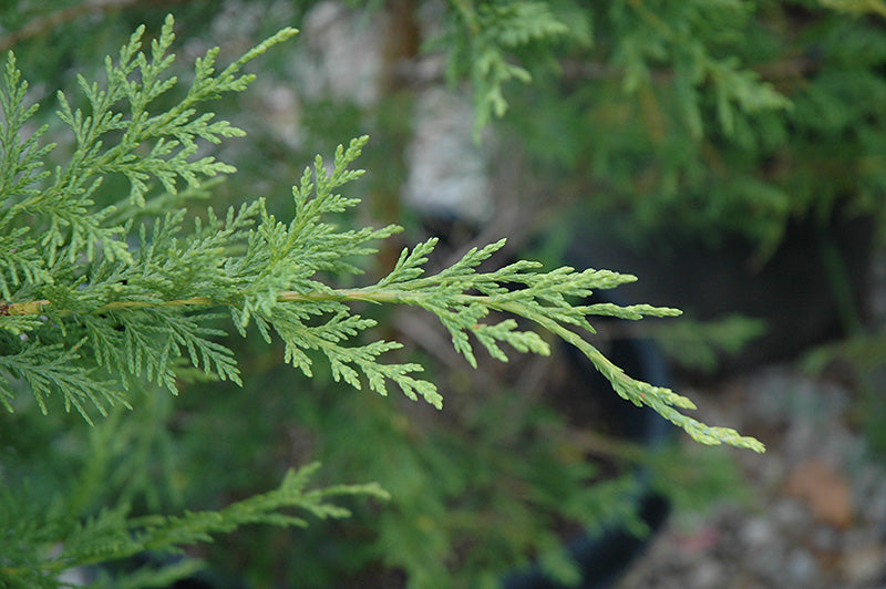 Cupressocyparis x leylandii 'Emerald Isle'