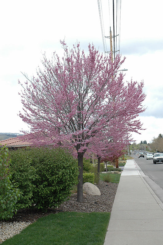 Cercis canadensis (Eastern Redbud)