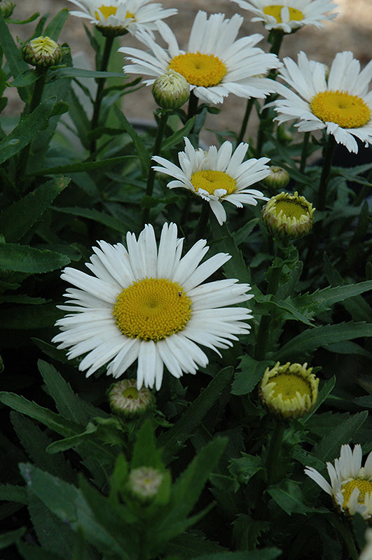 Leucanthemum x superbum 'Snow Lady'