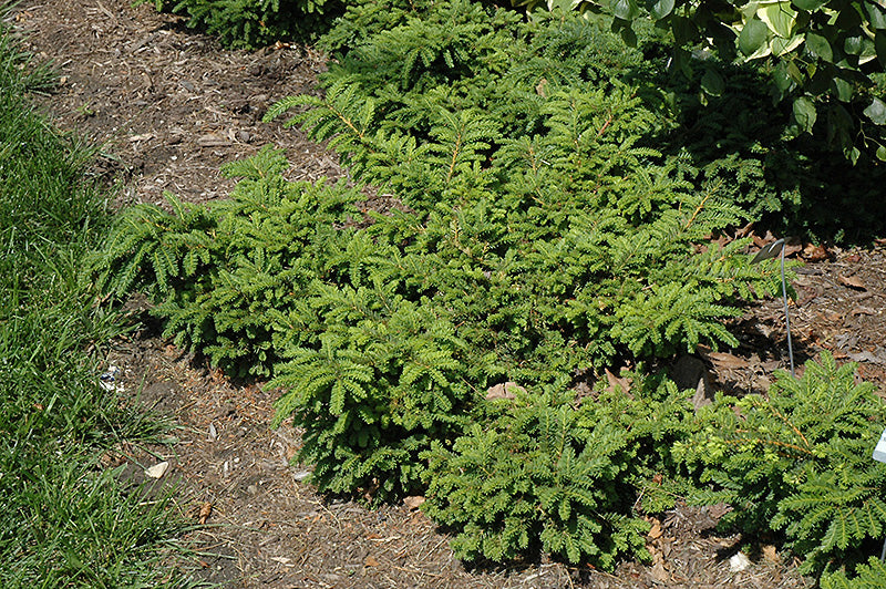 Taxus cuspidata 'Emerald Spreader' (Emerald Spreader Yew)
