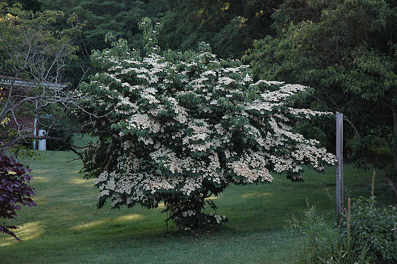Cornus kousa 'Milky Way'