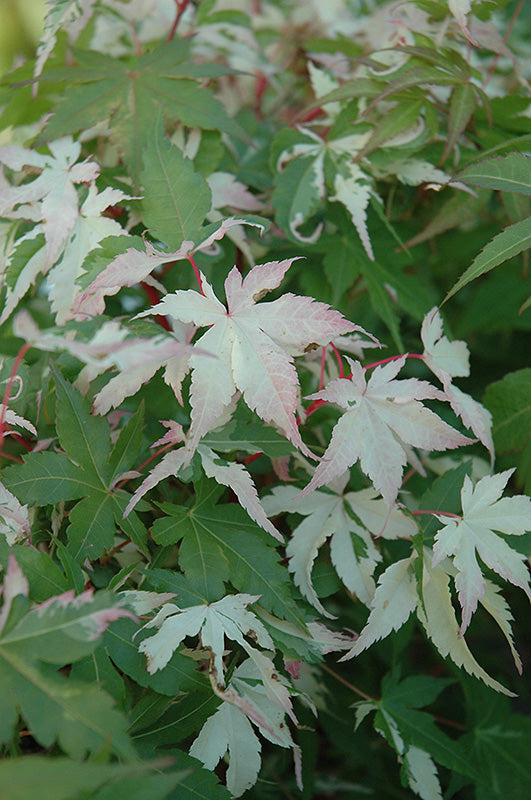 Acer palmatum 'Ukigumo' (Floating Cloud Japanese Maple)