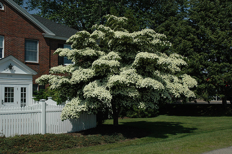 Cornus kousa (Chinese Dogwood)